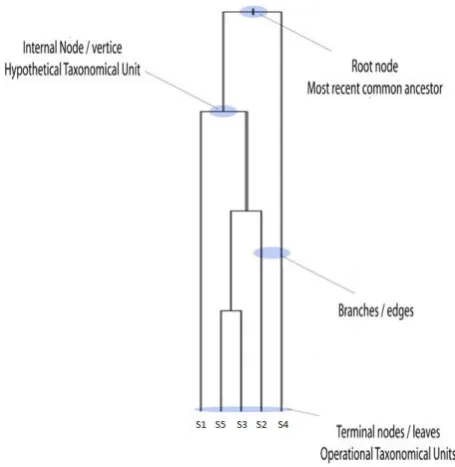 Figure 1Phylogenetic Tree 