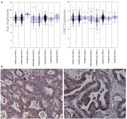Figure 1. mRNA levels of FAS/FAS and JAK2 in all tumors from 8 different cohorts. A. For each cohort, total RNA was extracted from retrieved fresh-frozen colorectal cancer specimens, then labeled and hybridized to HG-U133Plus2.0 GeneChip arrays
