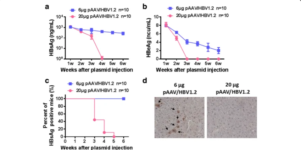 Fig. 1 The doses of pAAV/HBV1.2 plasmid determine HBV persistence in C57BL/6 mice. C57BL/6 mice were hydrodynamically injected with 6 μgor 20 μg pAAV/HBV1.2 plasmid