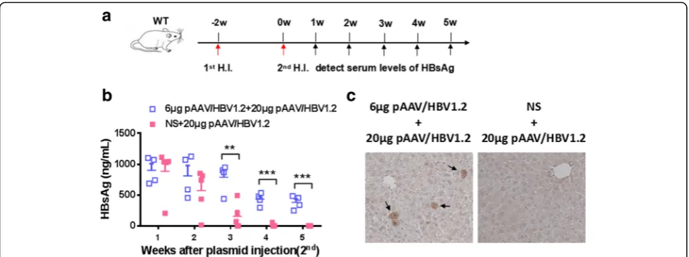 Table 1 Appearance of anti-HBs antibody at indicated timepoints AHI with different HBV plasmids DNA