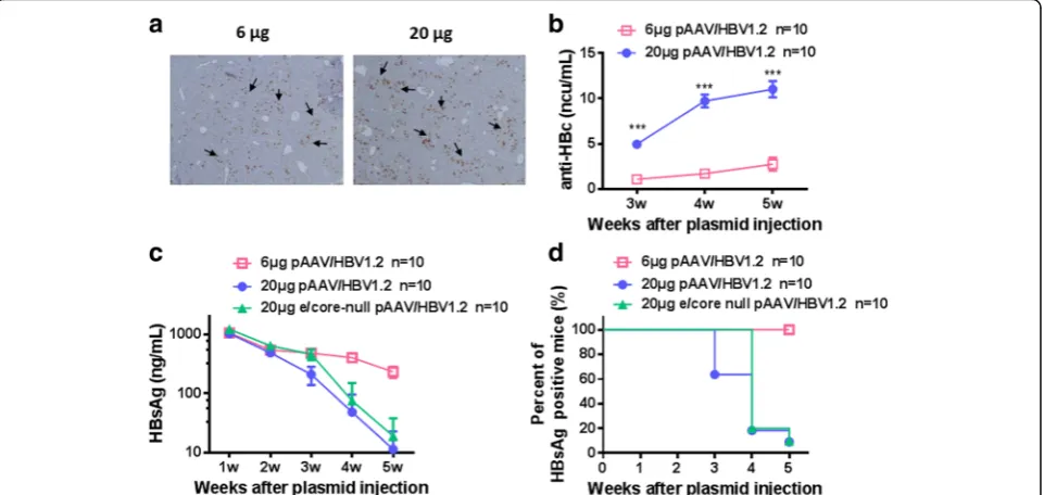 Fig. 4 The doses of plasmid backbone are critical for HBV persistence. WT mice were hydrodynamically injected with 6 μg pAAV/HBV1.2, 6 μgpAAV/HBV1.2 plus 14 μg pAAV/control, and 20 μg pAAV/HBV1.2 respectively