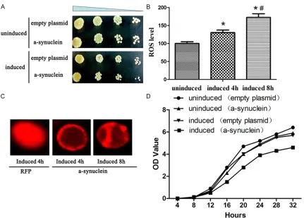 Figure 3. Effect of α-syn on physiological status of yeast. A. The growth retardation were observed in YL36+pRS414-α-syn yeast