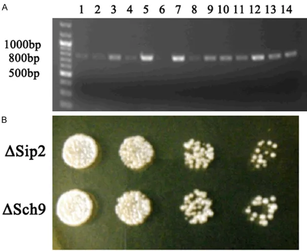 Figure 4. Construction and identification of YL36+ΔSip2 or YL36+ΔSch9 yeast. A. The YL36+ΔSip2 (1-5 holes) and YL36+ΔSch9 (8-14 holes) yeast were success-fully constructed
