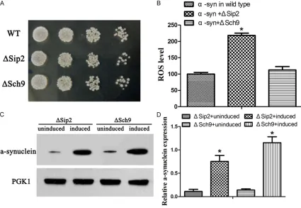 Figure 5. Construction and identification of YL36+ΔSip2+pRS414-α-syn and YL36+ΔSch9+pRS414-α-syn yeast