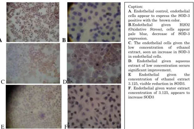 Figure 5: Comparison of average eNOS Expression of Endothelial Cells with Ethanol Extract or Aqueous Extract at a  concentration of 1.5625 µg/ml and 3,125 µg/ml