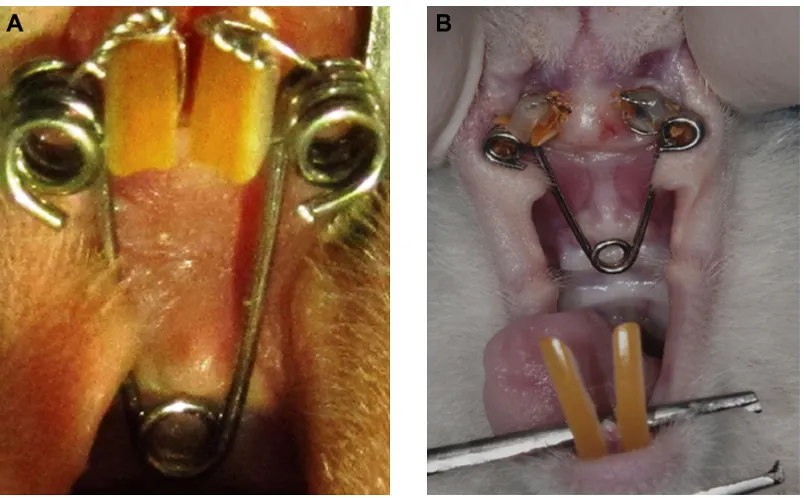 Figure 2 histomorphometric image of the expanded inter-premaxillary suture.Notes: Two straights were determined on the suture area