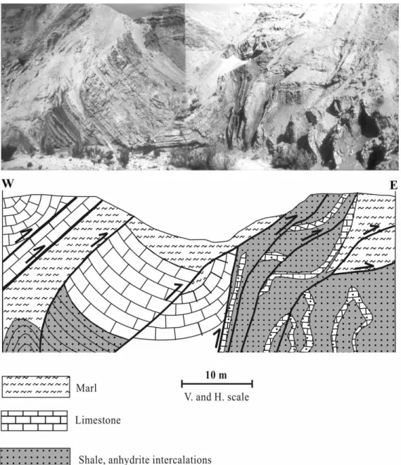 Fig. 5. A faulted syncline in the thick limestone beds surrounded by tight folds in the thin beds of gypsum and shale as exposed along Wadi Dhahal