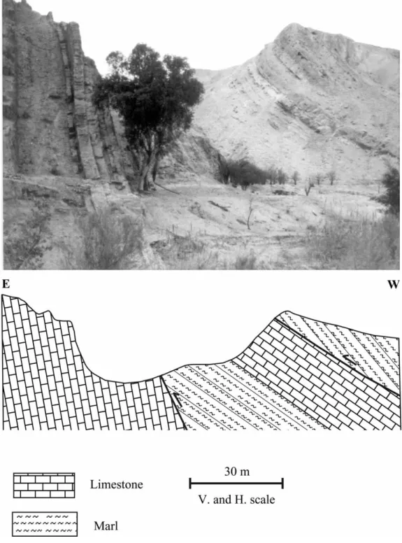 Fig. 7. Vertical limestone beds on the southern bank of upper Wadi Tilah