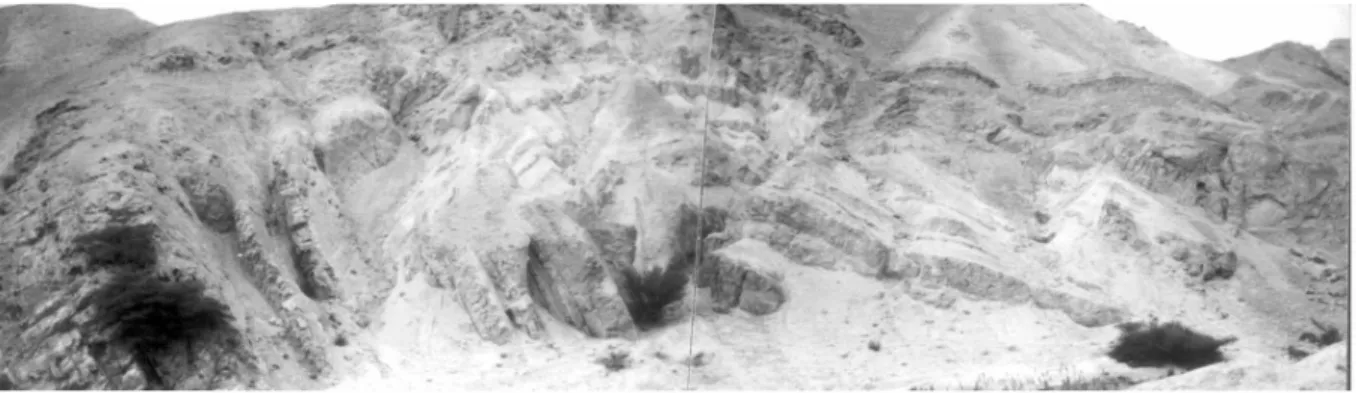 Fig. 9. A general E-W cross section of the whole Dhahal structure along the southern course of the Wadi Tilah, showing the features of the transpressionFig