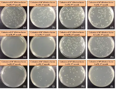Fig. 7. Typical images of bacterial counted plates taken every month for three months of E.coli according to JIS Z 2801 standard test