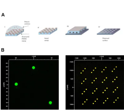 Figure 1.7.1  stamping results obtained using fluorescent DNA.  The circles feature ~5µm diameter (A) Schematic illustration of the microcontact printing process