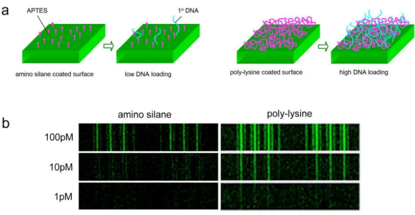 Figure 2.5.4  Effects of polylysine coating on DEAL assay. polylysine coating for increased loading of DNA oligomer codes