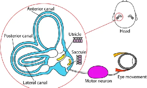 Fig. 6. Vestibular system and eye moment.  