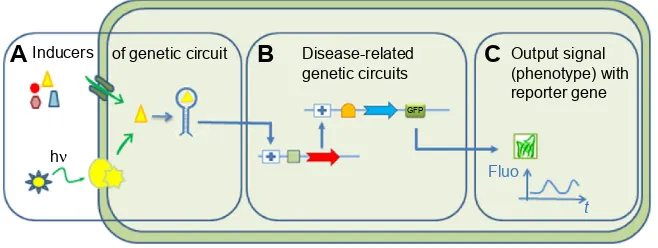 Figure 1 Concepts behind synthetic biology tools.Notes: (A) inducers of gene expression using light or small molecules (nutrient, drugs, cell messengers, etc)