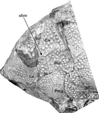 Fig.  3.  Botluiolepis  jazwicel1sis  sp.  nov.  Holotype,  lateral  view  of  the  head-shield; GIUS  402J172;  x 0.9 