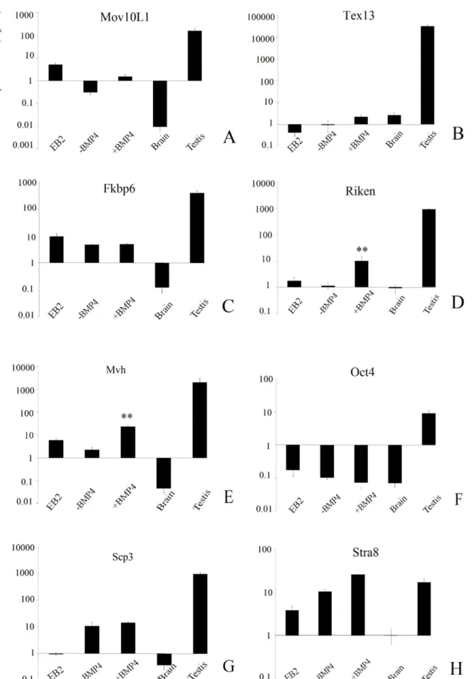 Figure 3. The expression pattern of a number of germ cell (GC)-specific genes in study groups