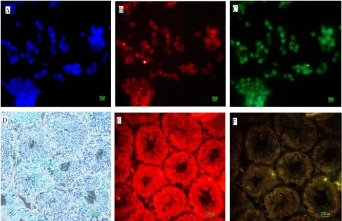 Figure 5. Immunofluorescence staining in study groups. (A) nuclei were stained with DAPI (in blue), (B) anti- Mvh antibody – as a  GC Markers (in red) and (C) Oct4-GFP expression (in green)