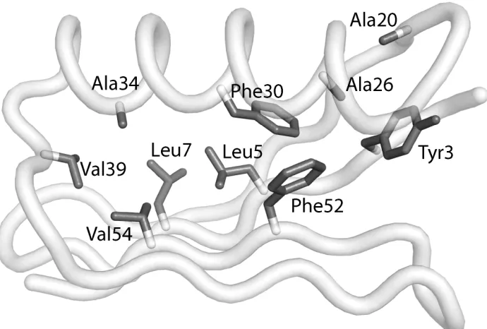 Figure 1:  The core residues of Gβ1 designed in this study.   Each of these positions was allowed to assume various rotamers of the hydrophobic amino acids Ala, Val, Ile, Leu, Phe, Tyr, and Trp
