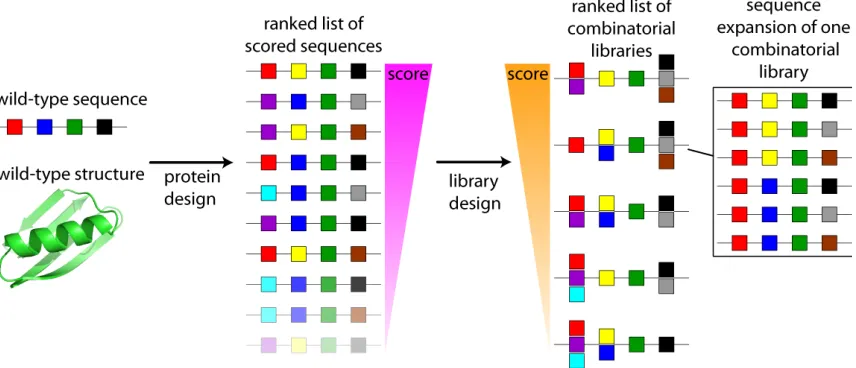 Figure 2: The general scheme used to design combinatorial mutation libraries based on computational protein design calculations