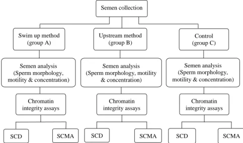 Figure 1. The study design flowchart. Semen collection and processing have been shown in this image