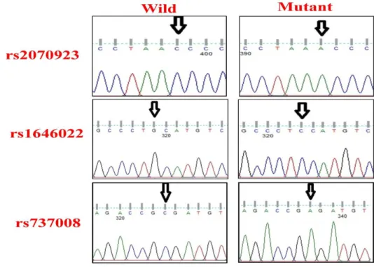 Figure 2. Chromatogram of DNA sequencing of PRM1 and PRM2 for detecting monoallelic expression