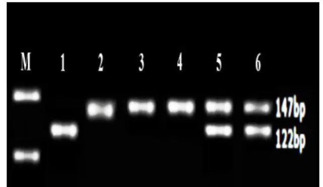 Figure  2.  The  enzyme  digestion  pattern  of  rs2910164.  M  is  50-bp  size  marker;  Lane  1  is  wild-type  homozygous  alleles  (C/C);  Lane  2,  3  and  4  are  mutant  type  homozygous  alleles  (G/G); Lane 5 and 6 are heterozygous alleles (C/G)
