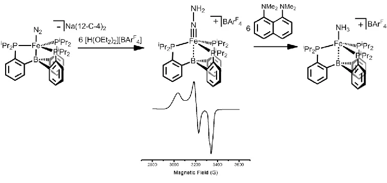 Figure 1.4. Generation of a di-protonated intermediate which partially decomposes to an 