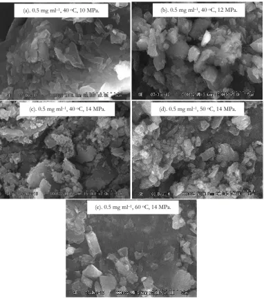 Fig. 8. SEM image of –carotene particles products obtained by SCCO2 antisolvent at different operating conditions