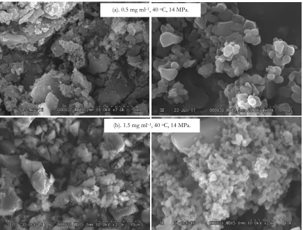 Fig. 6. SEM images of –carotene particles products obtained by SCCO2 antisolvent at different feed solution concentrations