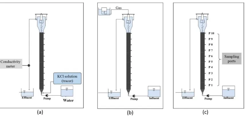 Fig. 1. Schematic diagram of a novel configuration fluidized bed reactor described for (a) RTD experiment, (b) performance of the reactor and (c) profiling of substrate removed