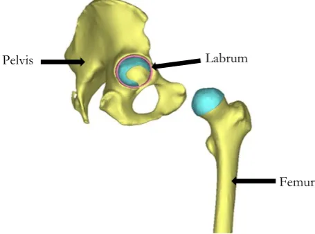 Fig. 1. The component of hip joint and position of labrum.   