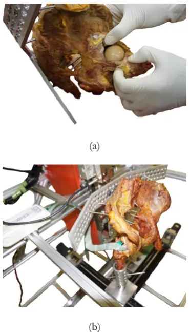 Fig. 8. The pelvis model: (a) Opened the hip socket and (b) Inserted pressure sensor in hip socket
