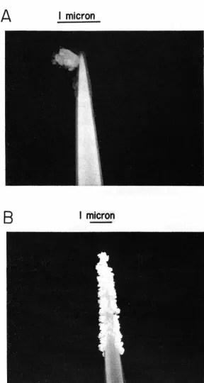 Figure 2. 1 Scanning electronmicrographs of tungsten microelectrodes A. Microelectrode coated with an epoxy resin insulator (and piece of dirt) B 