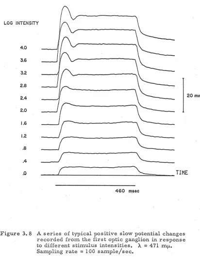 Figure 3. 8 A series of typical positive slow potential changes recorded from the first optic ganglion in response 