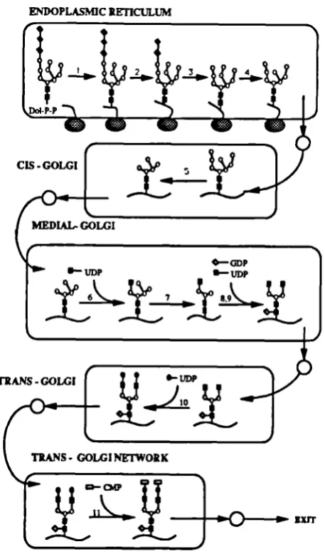 Figure 1.2- N-linked oligosaccharide processing in mammalian cells (derived from Goochee etal., 1991)