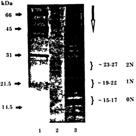 Figure 2.2- Analysis of IFN-y variants produced by CHO cells. Immunoprecipitated sampleswere resolved by SDS/PAGE on a 14% polyacrylamide gel and detected by silver stain, as described inthe text