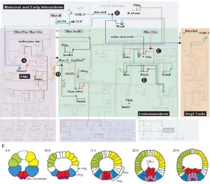 Figure I.5  The S. purpuratus endomesodermal gene regulatory network before gastrulation