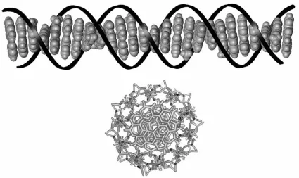 Figure 1.1. The structure of the DNA double helix (top). The polyanionic sugar phosphate backbone is indicated in black, while the inner core of stacked aromatic bases is delineated in grey
