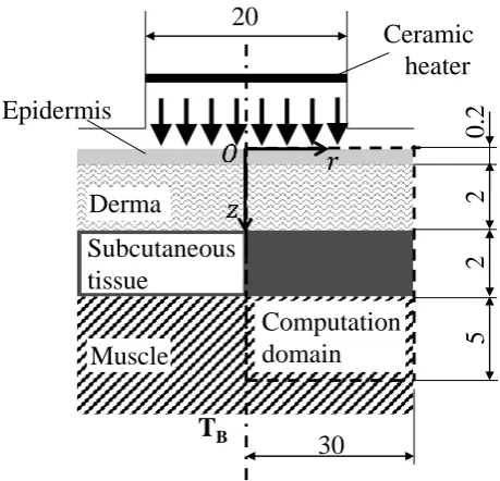 Fig. 9. Numerical simulation model (case of human skin).  