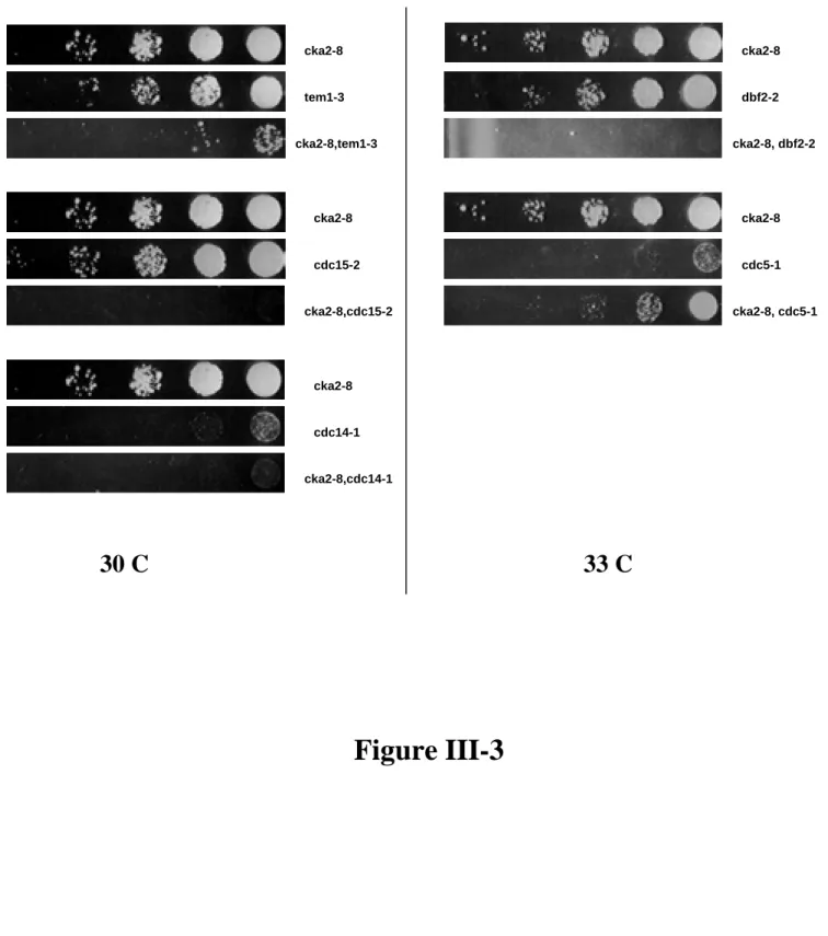 Figure III-3cka2-8tem1-3cka2-8,tem1-3cka2-8cdc15-2cka2-8,cdc15-2cka2-8cdc14-1cka2-8,cdc14-130 C cka2-8dbf2-2 cka2-8, dbf2-2cka2-8cdc5-1 cka2-8, cdc5-133 C