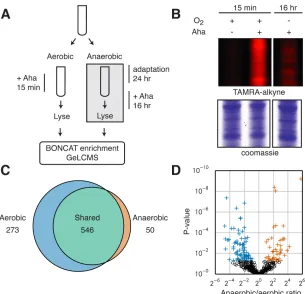 Figure 2.1: BONCAT enables enrichment and identiﬁcation of proteins synthe-sized during anaerobic survival