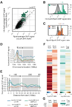 Figure 2.5: SutA localizes throughout the chromosome and enhances transcrip-rtion of ribosomal genes.(A) ChIP signals (rpkm) for HA-SutA vs