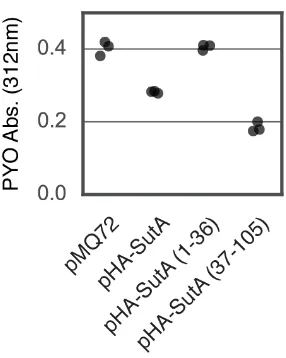 Figure 3.4: Eﬀects of SutA truncation on pyocyanin production.The sutAdeletion mutant was transformed with the indicated plasmids