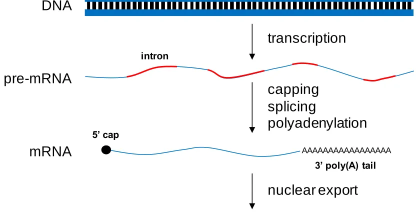 Figure 1.1. Maturation of eukaryotic transcripts after transcription. 