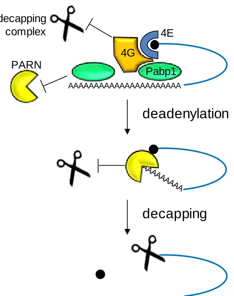Figure 1.2. The deadenylation-dependent decapping pathway of transcript degradation in eukaryotes
