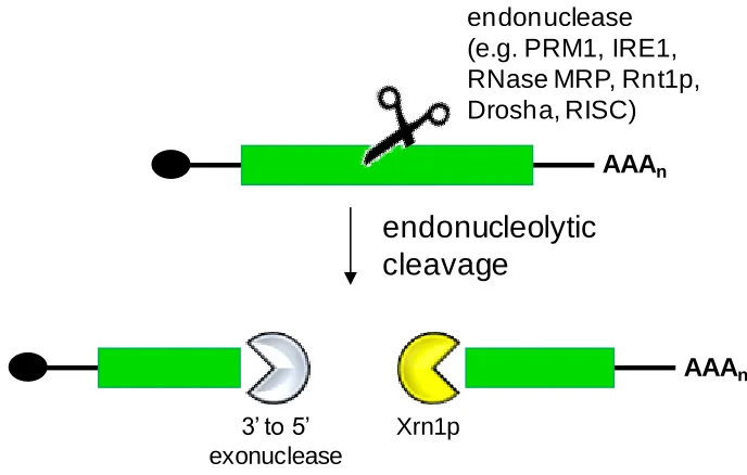 Figure 1.4. The processing of eukaryotic transcripts following endonucleolytic cleavage is independent of the 5‟ cap and the 3‟ poly(A) tail
