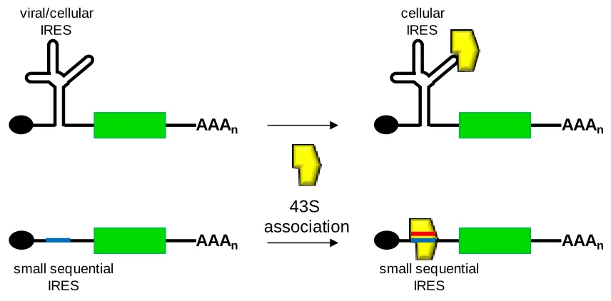 Figure 1.6. Simplified schematic of the interactions with structural and sequential IRESes with the translational machinery