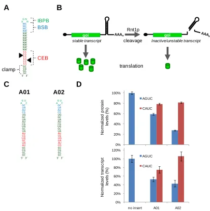Figure 2.1. Genetic control elements based on Rnt1p hairpins. (A) Consensus elements of an Rnt1p hairpin