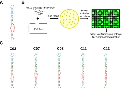 Figure 2.2. Design and in vivo screening of an Rnt1p cleavage library. (A) Sequence and structure of Rnt1p hairpin library containing the 12 randomized nucleotides in the CEB