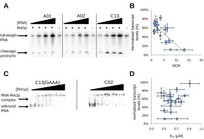 Figure 2.5. In vitro characterization of the Rnt1p library supports the tuning of gene regulatory activity through modulation of cleavage rates